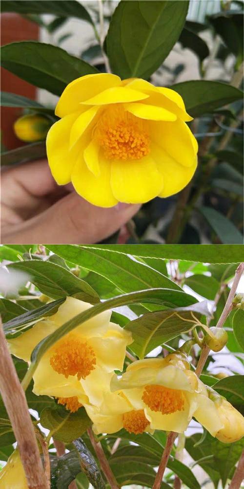 金茶花哪个品种最名贵？-图2