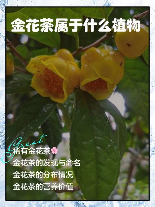 金茶花哪个品种最名贵？-图3