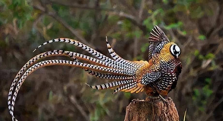 野鸡家养品种有哪些？-图1