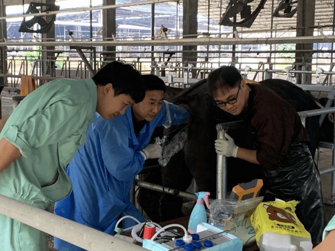 奶牛胚胎移植技术视频如何操作？-图2