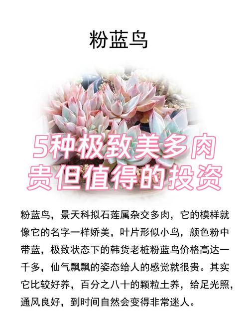 哪些多肉品种最值得投资？-图1