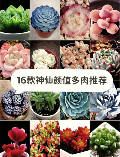 哪些多肉品种最值得投资？-图3