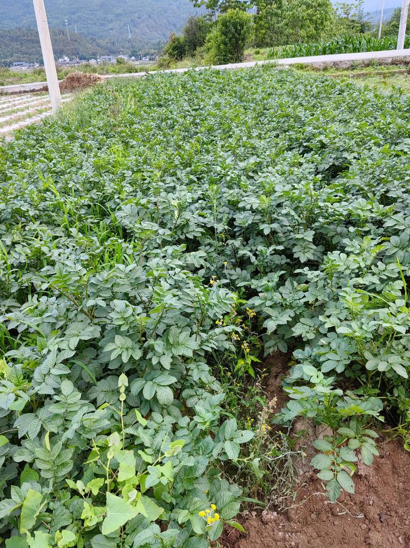 洋芋种植高产技术视频有哪些关键要点?-图2 洋芋种植高产技术视频有哪些关键要点?-图2