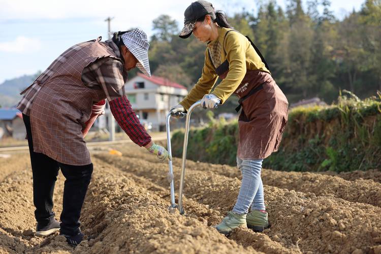 洋芋种植高产技术视频有哪些关键要点?-图3 洋芋种植高产技术视频有哪些关键要点?-图3