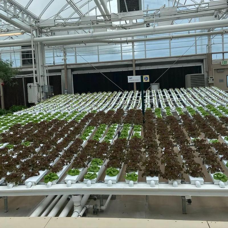 温室仙客来如何精细管理？-图3