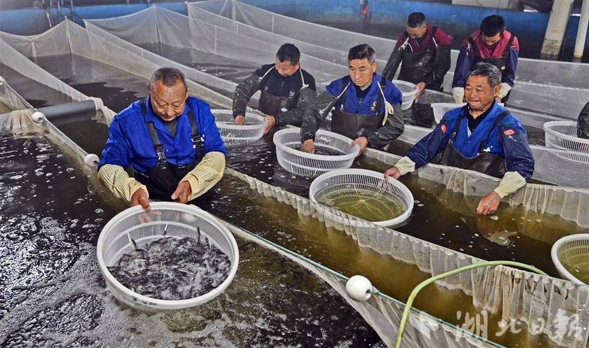 大鱼养殖技术视频有哪些关键要点?-图1 大鱼养殖技术视频有哪些关键要点?-图1