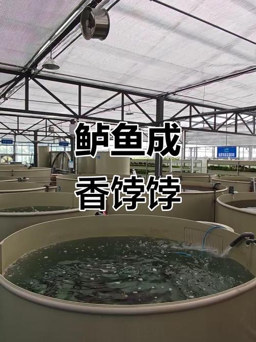 大鱼养殖技术视频有哪些关键要点?-图2 大鱼养殖技术视频有哪些关键要点?-图2