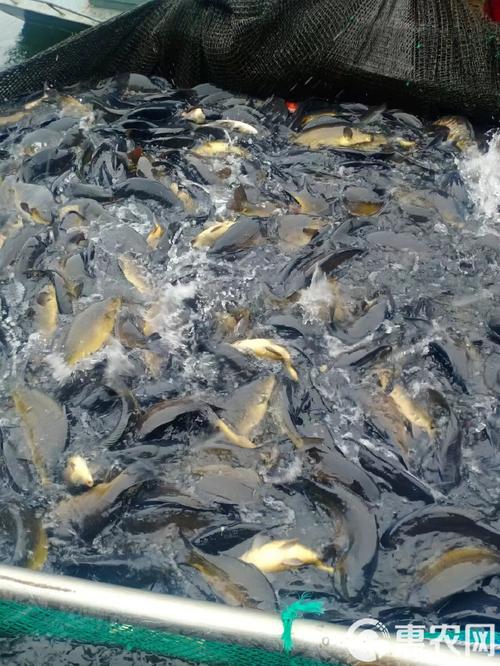 大鱼养殖技术视频有哪些关键要点?-图3 大鱼养殖技术视频有哪些关键要点?-图3