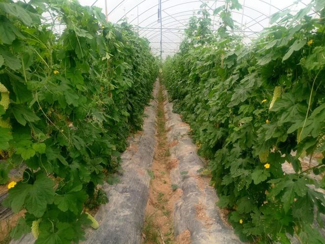 南方大棚苦瓜咋种植高产？-图1