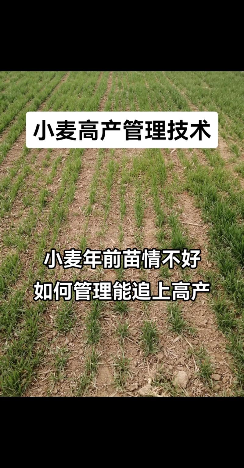 河南小麦后期管理有哪些关键技术？-图3