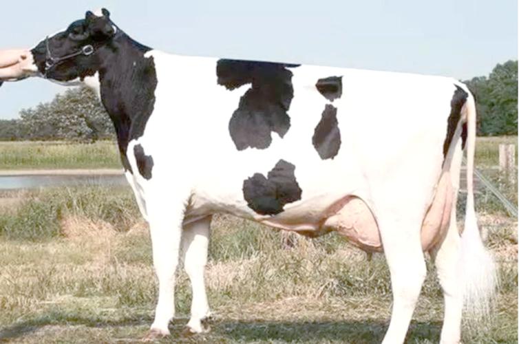 奶牛主要品种有哪些？-图1