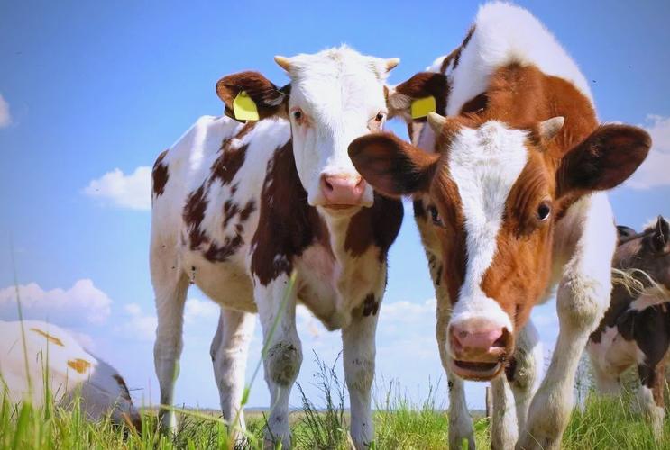 奶牛主要品种有哪些？-图3