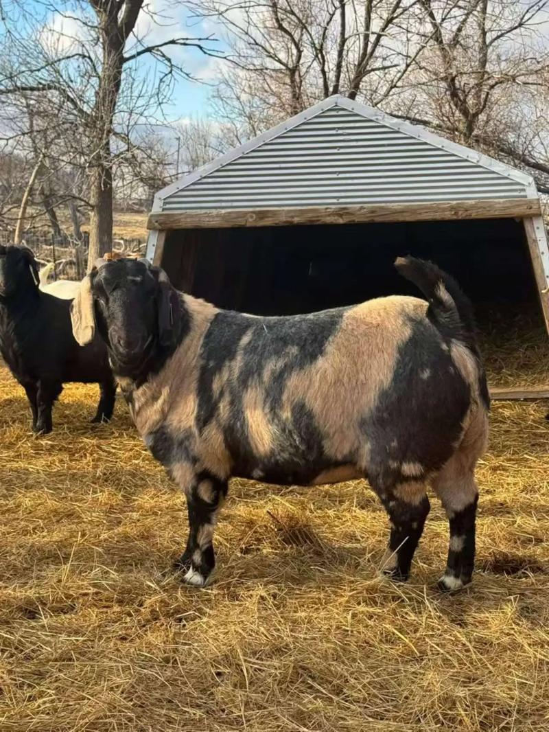 农村圈养波尔山羊技术要点有哪些?-图1 农村圈养波尔山羊技术要点有哪些?-图1