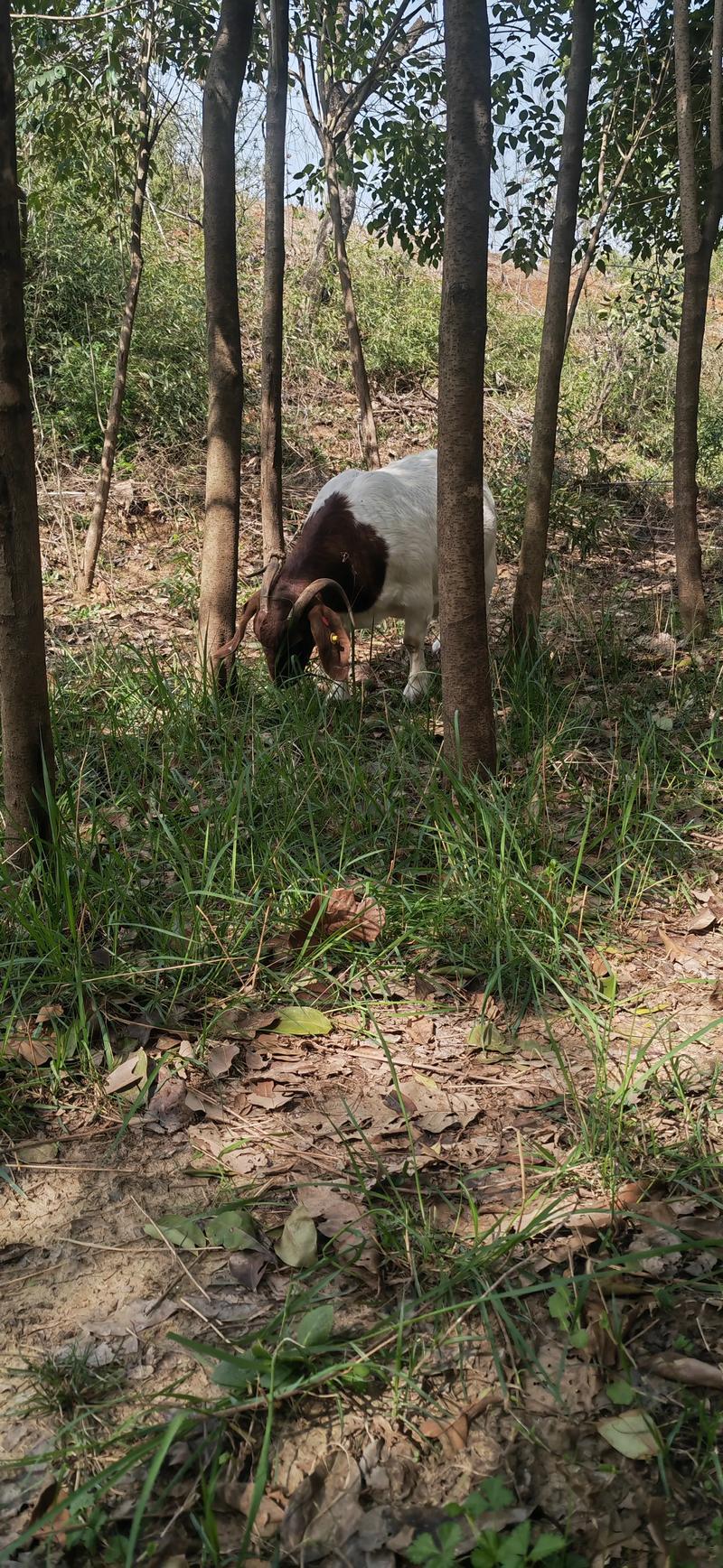 农村圈养波尔山羊技术要点有哪些?-图2 农村圈养波尔山羊技术要点有哪些?-图2