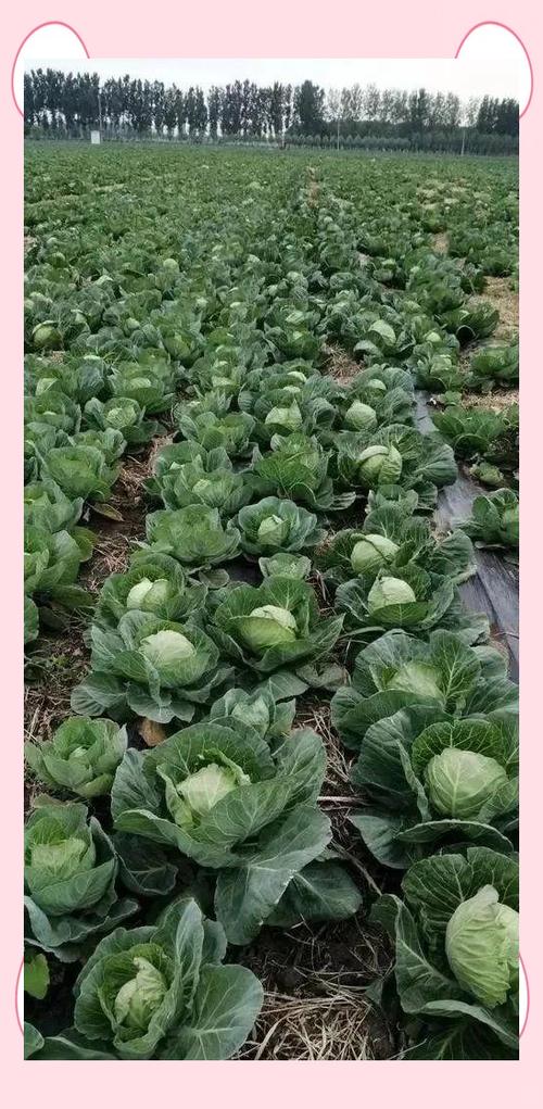 甘蓝露地种植技术视频有哪些要点？-图2