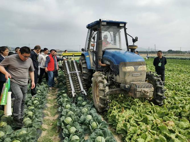 甘蓝露地种植技术视频有哪些要点？-图3