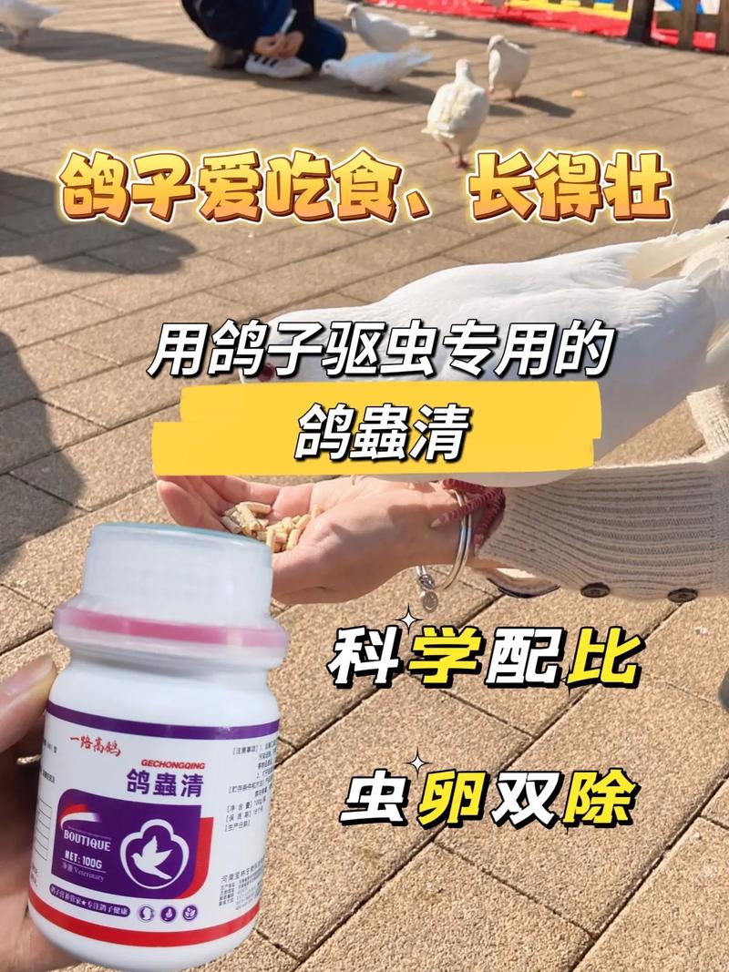 肉鸽养殖驱虫技术视频，关键步骤有哪些？-图2