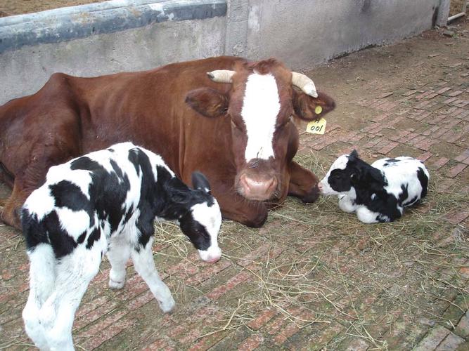 奶牛是肉用牛品种吗？-图2