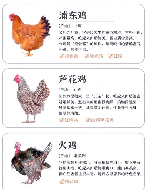 农村土鸡养殖技术有哪些关键要点？-图1