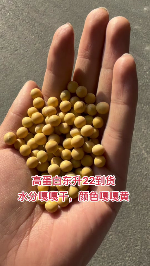 东升5号大豆品种有何特性与优势？-图3