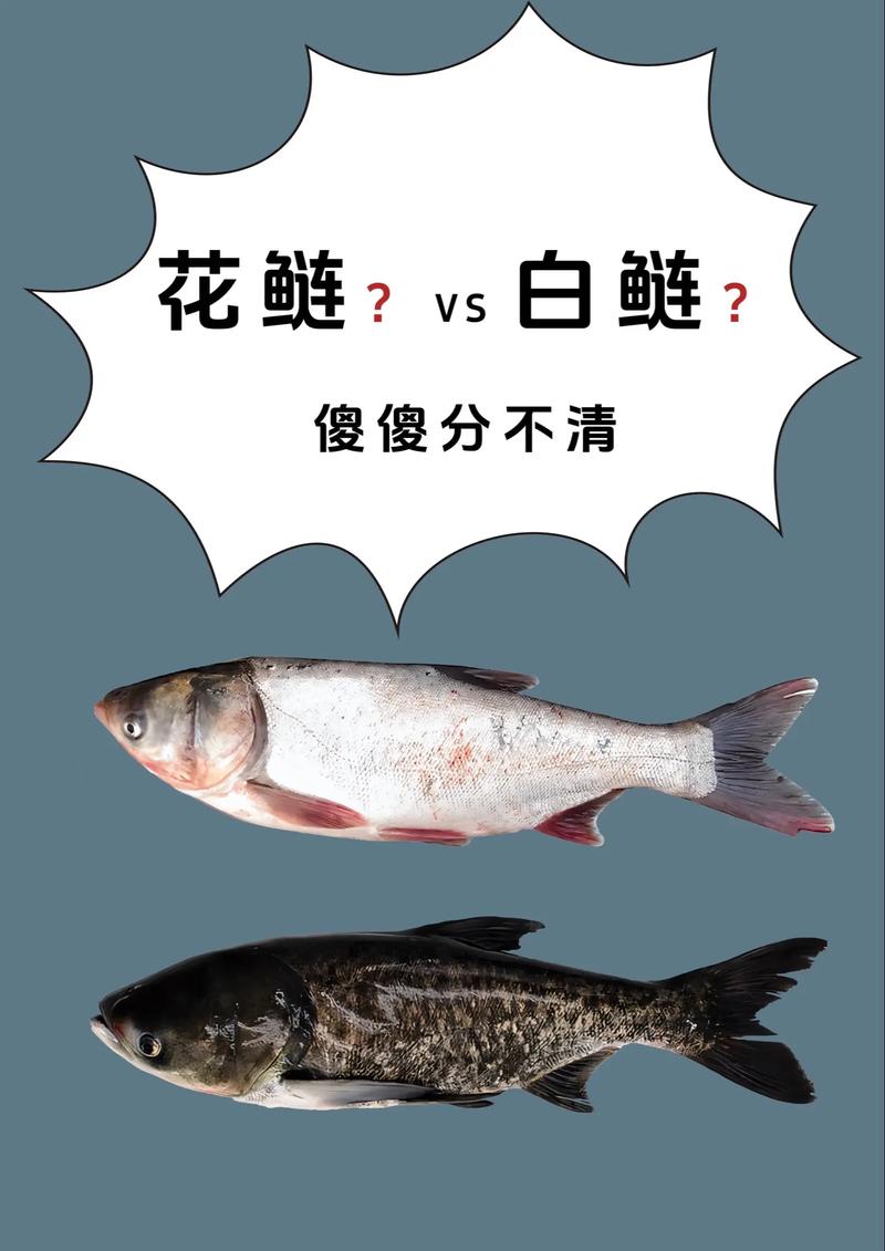 鳙鱼和白鲢杂交品种有何特性？-图1