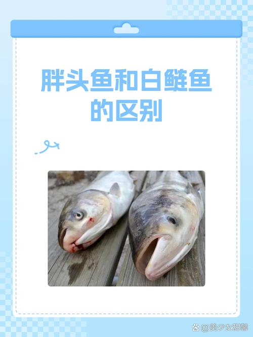 鳙鱼和白鲢杂交品种有何特性？-图2