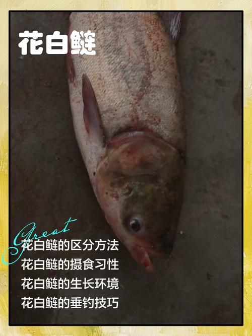鳙鱼和白鲢杂交品种有何特性？-图3
