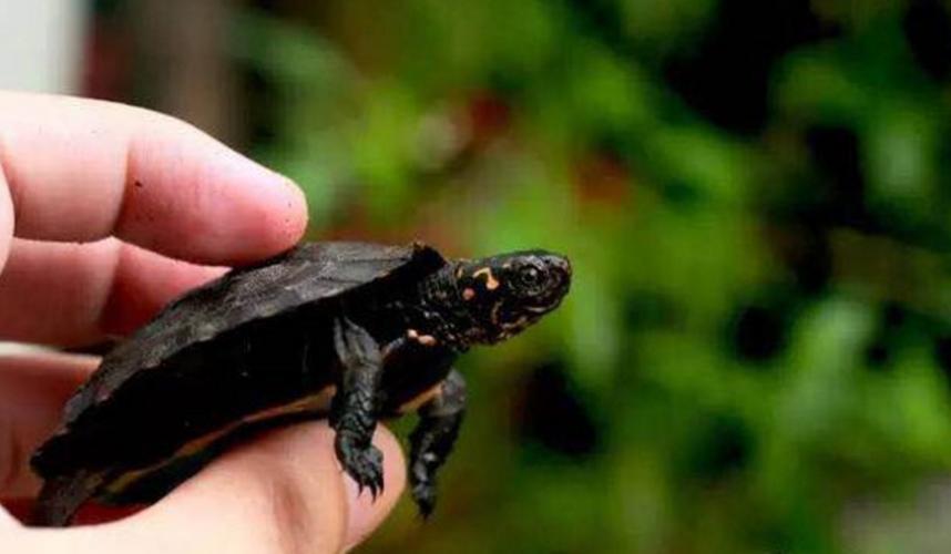 黑山龟2025年价格会涨还是跌？-图2