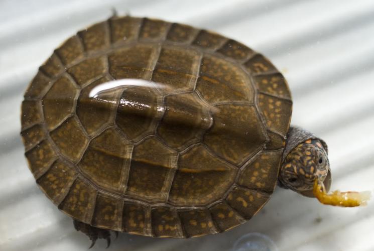 黑山龟2025年价格会涨还是跌？-图3