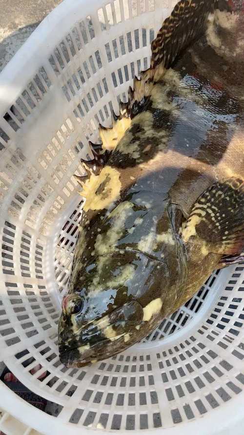 海南成品珍珠龙胆价格多少？-图1