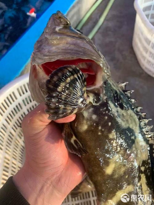 海南成品珍珠龙胆价格多少？-图2