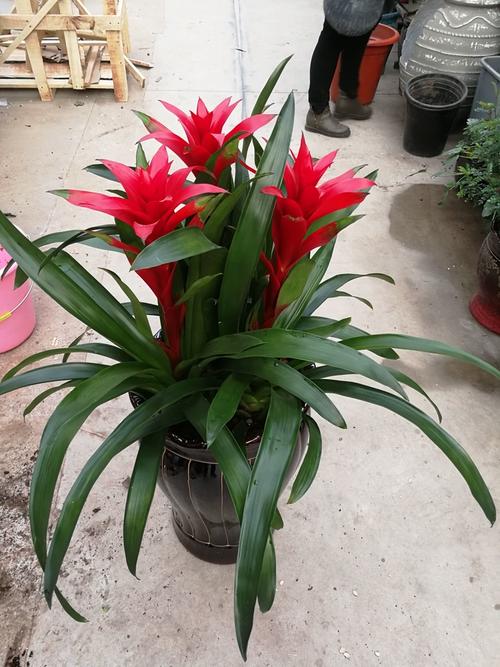 鸿运当头花卉有哪些品种？-图2