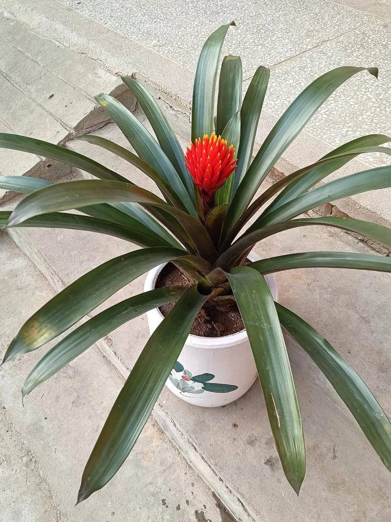 鸿运当头花卉有哪些品种？-图3