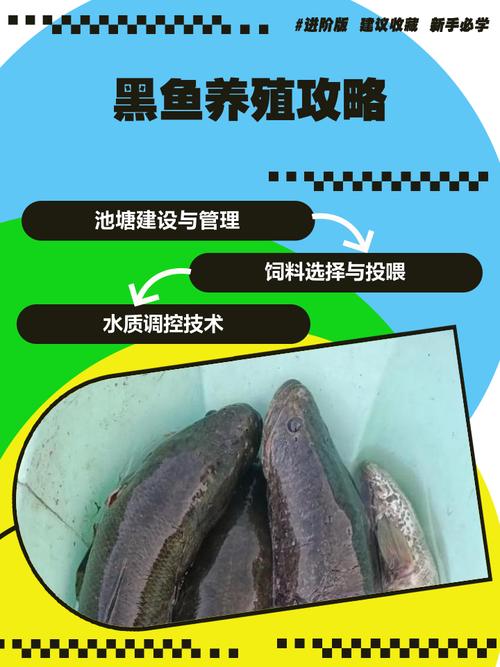 黑鱼如何增产增效?关键养殖技术有哪些?-图1 黑鱼如何增产增效?关键养殖技术有哪些?-图1