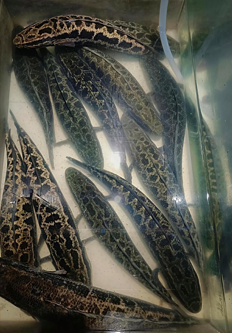 黑鱼如何增产增效?关键养殖技术有哪些?-图2 黑鱼如何增产增效?关键养殖技术有哪些?-图2