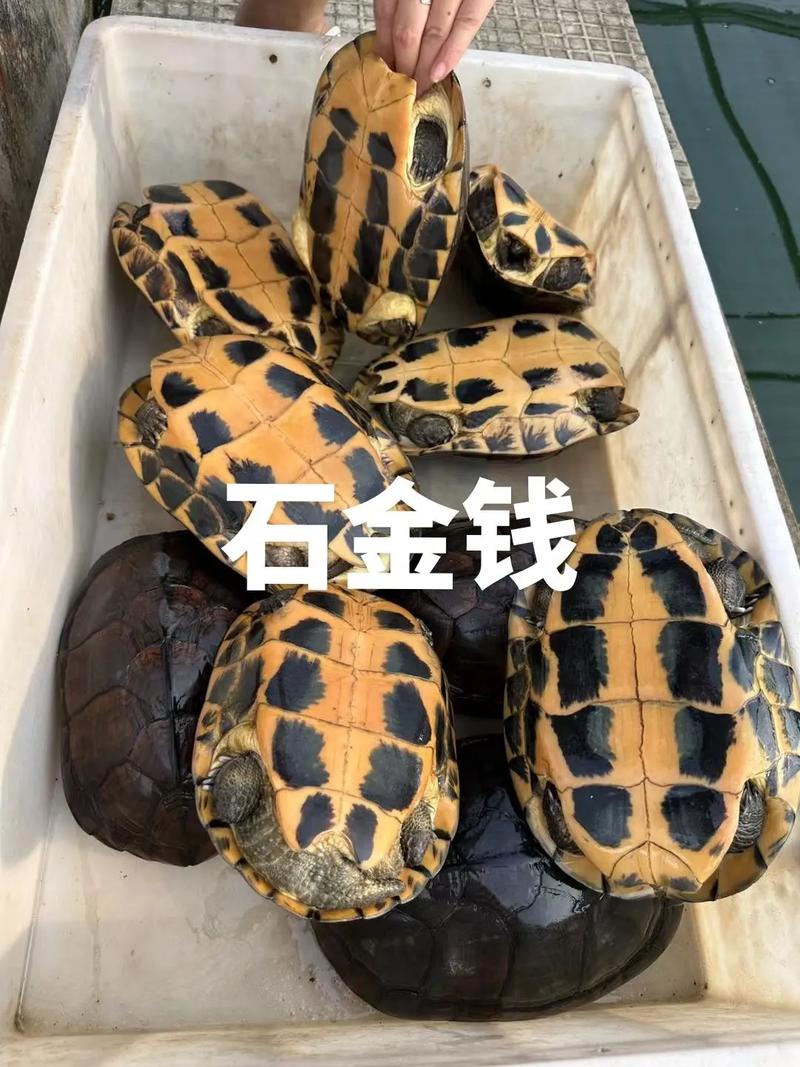 石金钱2025年价格会涨还是跌？-图2