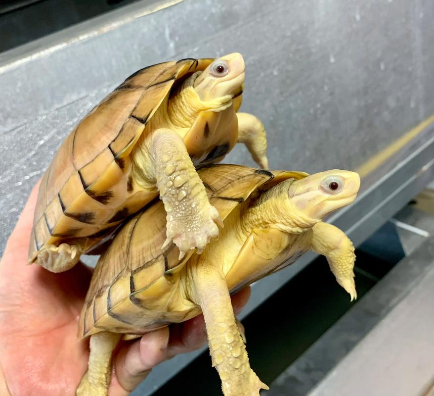 石金钱2025年价格会涨还是跌？-图3