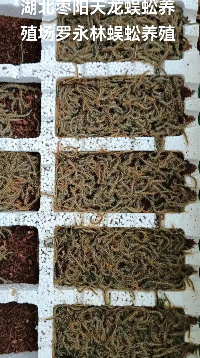 东北蜈蚣养殖技术视频怎么学?-图2 东北蜈蚣养殖技术视频怎么学?-图2