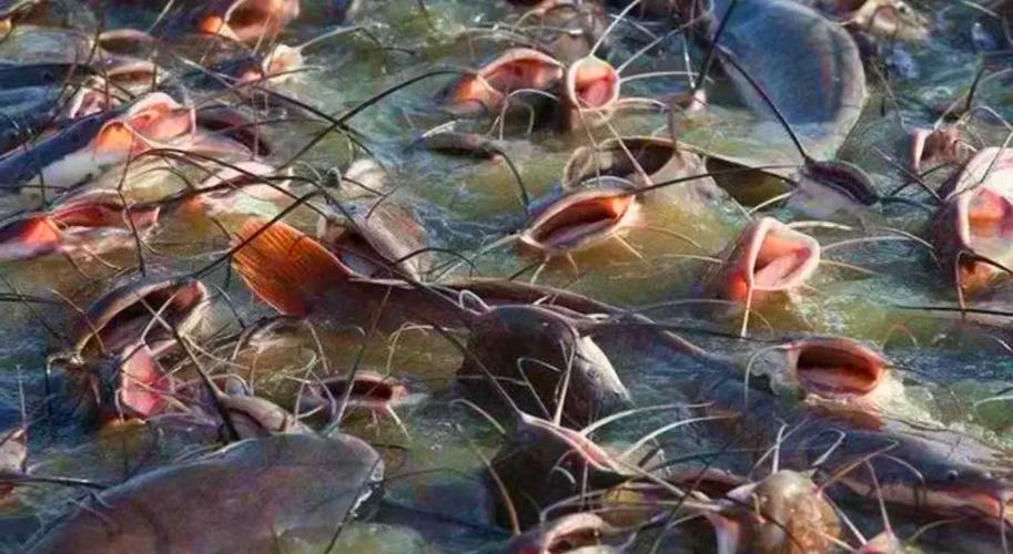 大棚中华鲶鱼养殖技术-图2