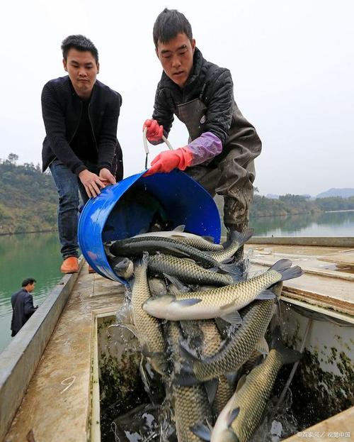 大棚中华鲶鱼养殖技术-图1