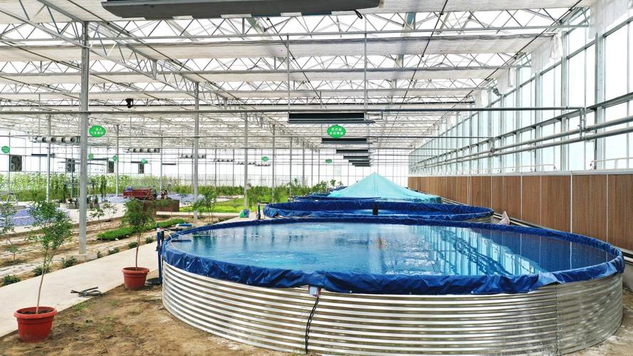 大棚中华鲶鱼养殖技术-图3