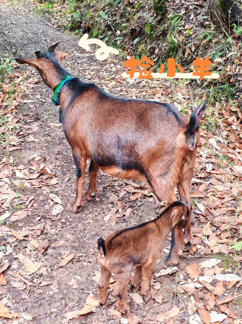 南江黄羊养殖技术方案关键点是什么?-图2 南江黄羊养殖技术方案关键点是什么?-图2