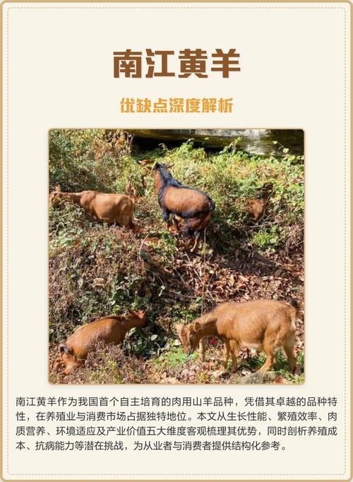 南江黄羊养殖技术方案关键点是什么?-图1 南江黄羊养殖技术方案关键点是什么?-图1