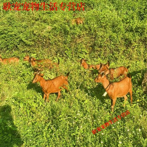 南江黄羊养殖技术方案关键点是什么?-图3 南江黄羊养殖技术方案关键点是什么?-图3