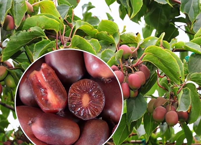 什么果树品种最好？-图3