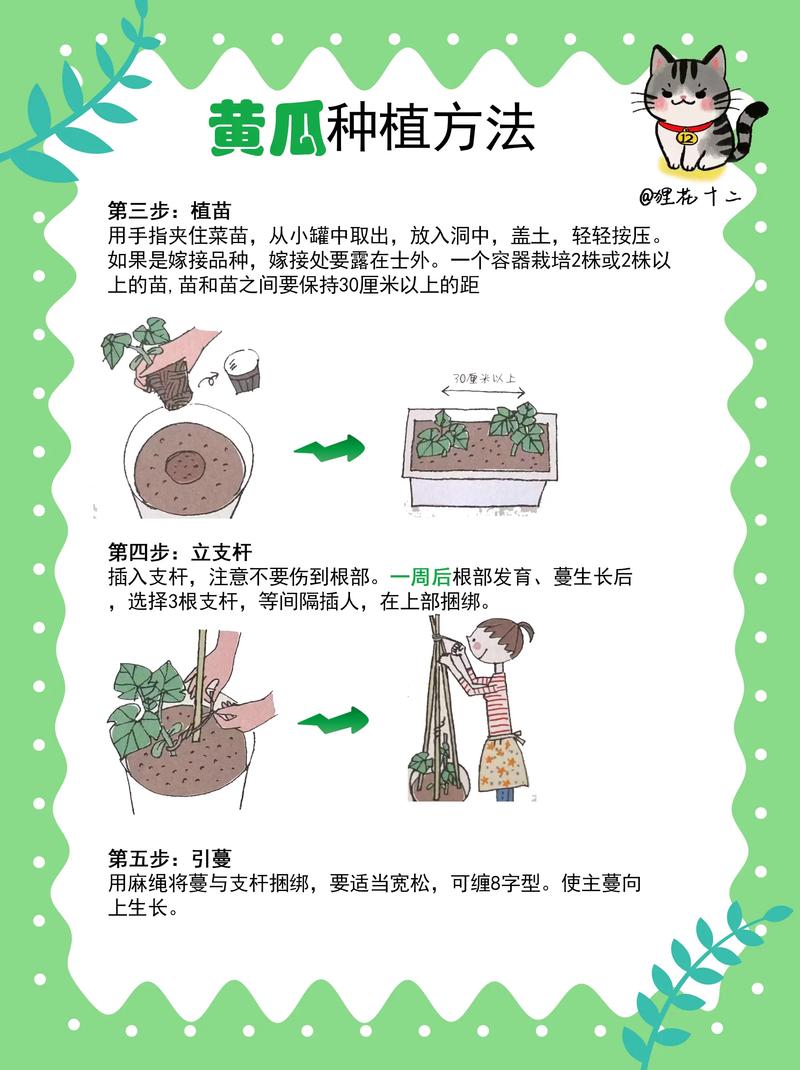 高产黄瓜栽培管理技术有哪些关键要点?-图2 高产黄瓜栽培管理技术有哪些关键要点?-图2