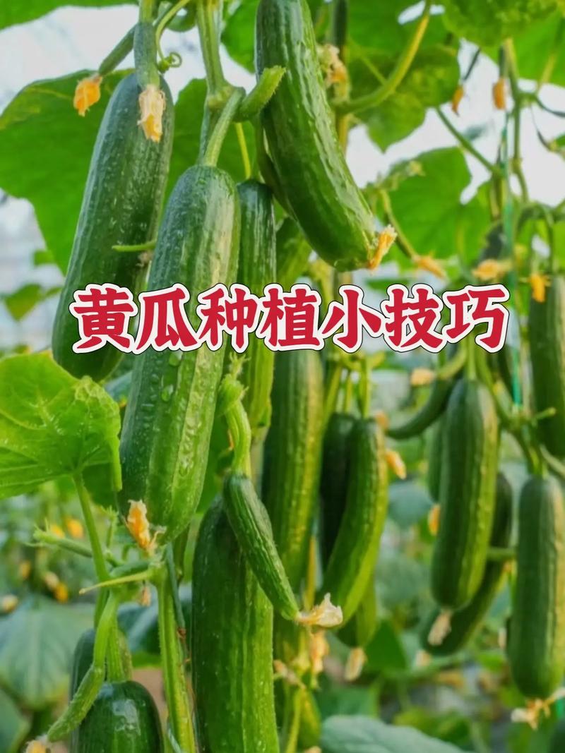 高产黄瓜栽培管理技术有哪些关键要点?-图3 高产黄瓜栽培管理技术有哪些关键要点?-图3