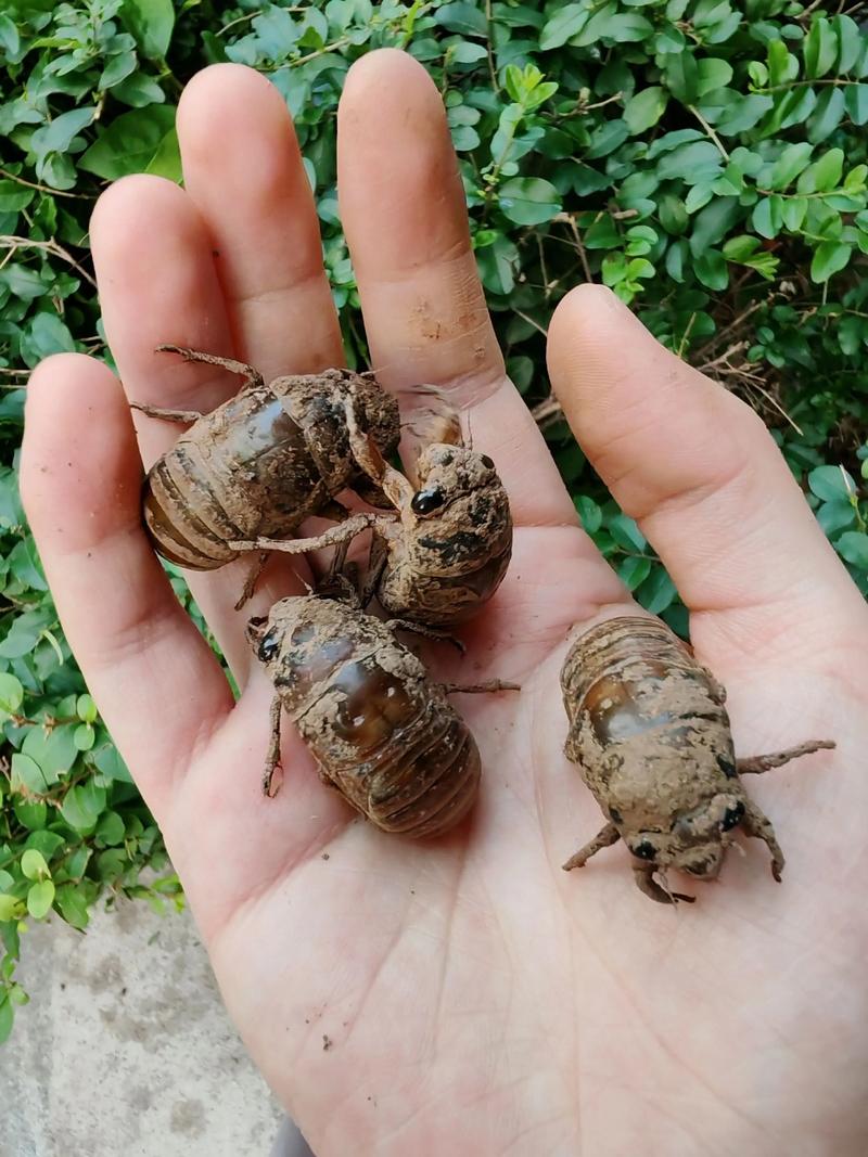 知了猴养殖是骗局吗?技术靠谱吗?-图1 知了猴养殖是骗局吗?技术靠谱吗?-图1