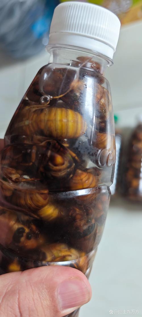 知了猴养殖是骗局吗?技术靠谱吗?-图2 知了猴养殖是骗局吗?技术靠谱吗?-图2