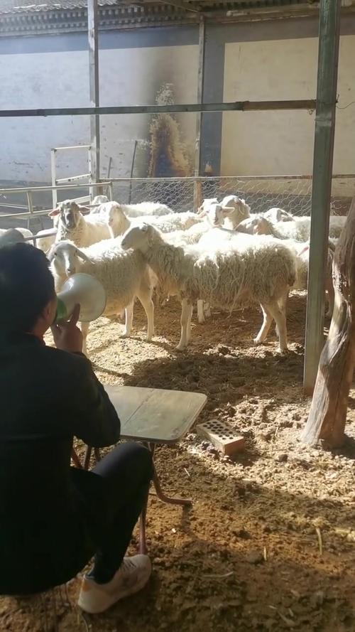 绵羊养殖技术经验视频-图1 绵羊养殖技术经验视频-图1